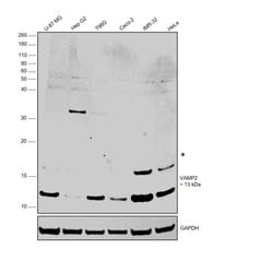 Invitrogen VAMP2 Recombinant Rabbit Monoclonal Antibody (JM11-00) 100 &mu;L;