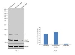 Invitrogen VAMP2 Recombinant Rabbit Monoclonal Antibody (JM11-00) 100 &mu;L;