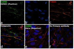 Claudin 5 Recombinant Rabbit Monoclonal Antibody (JM11-22):Antibodies,