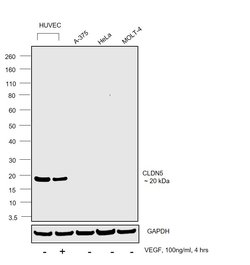 Claudin 5 Recombinant Rabbit Monoclonal Antibody (JM11-22):Antibodies,