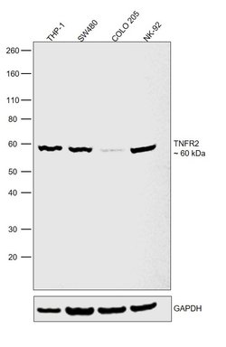 Invitrogen TNFR2 Recombinant Rabbit Monoclonal Antibody (JM113-01) 100