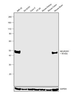 Invitrogen NeuroD1 Recombinant Rabbit Monoclonal Antibody (JM11-10) 100 &mu;L | Buy Online | Invitrogen&trade; | Fisher Scientific