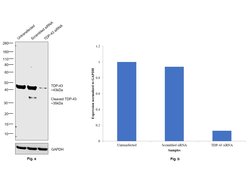 Invitrogen TDP-43 Recombinant Rabbit Monoclonal Antibody (JM51-10) 100