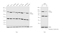 Invitrogen CTCF Recombinant Rabbit Monoclonal Antibody (JM10-61) 100 &mu;L | Buy Online | Invitrogen&trade; | Fisher Scientific
