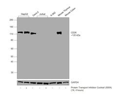 Invitrogen CD26 Recombinant Rabbit Monoclonal Antibody (JM11-42) 100 &mu;L;