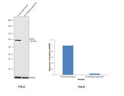Invitrogen AXIN2 Recombinant Rabbit Monoclonal Antibody (JM11-30) 100 &mu;L;