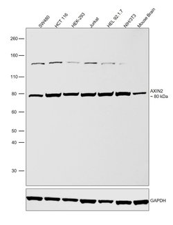 Invitrogen AXIN2 Recombinant Rabbit Monoclonal Antibody (JM11-30) 100 &mu;L;