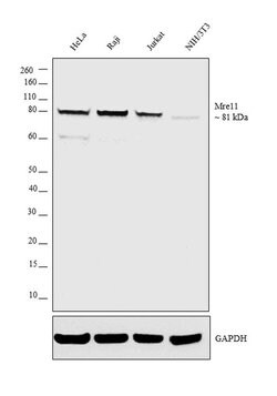Invitrogen MRE11 Recombinant Rabbit Monoclonal Antibody (JM11-18) 100 μL;