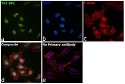 53BP1 Recombinant Rabbit Monoclonal Antibody (JA66-11), Invitrogen 100