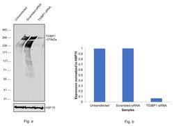53BP1 Recombinant Rabbit Monoclonal Antibody (JA66-11), Invitrogen 100