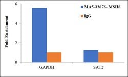Invitrogen MSH6 Recombinant Rabbit Monoclonal Antibody (JA84-26) 100 &mu;L;