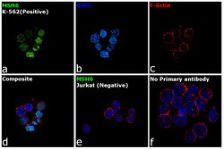 Invitrogen MSH6 Recombinant Rabbit Monoclonal Antibody (JA84-26) 100 &mu;L;