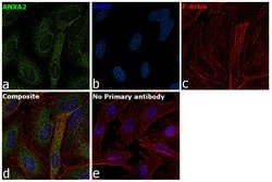 Invitrogen Annexin A2 Recombinant Rabbit Monoclonal Antibody (JA42-30)