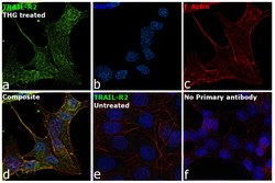 Invitrogen TRAIL-R2 (DR5) Recombinant Rabbit Monoclonal Antibody (JA03-38)