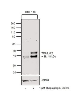 Invitrogen TRAIL-R2 (DR5) Recombinant Rabbit Monoclonal Antibody (JA03-38)