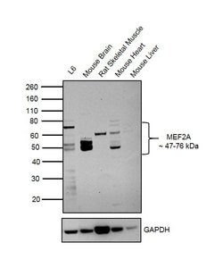 Invitrogen MEF2A Recombinant Rabbit Monoclonal Antibody (JA33-04) 100 &mu;L;