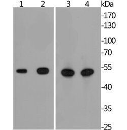 Invitrogen GLUT3 Recombinant Rabbit Monoclonal Antibody (JA50-31) 100 &mu;L;