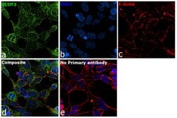 Invitrogen GLUT3 Recombinant Rabbit Monoclonal Antibody (JA50-31) 100 &mu;L;