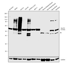 Invitrogen GLUT3 Recombinant Rabbit Monoclonal Antibody (JA50-31) 100 &mu;L;