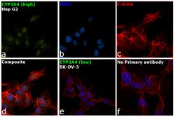 Invitrogen CYP3A4 Recombinant Rabbit Monoclonal Antibody (JA11-33) 100