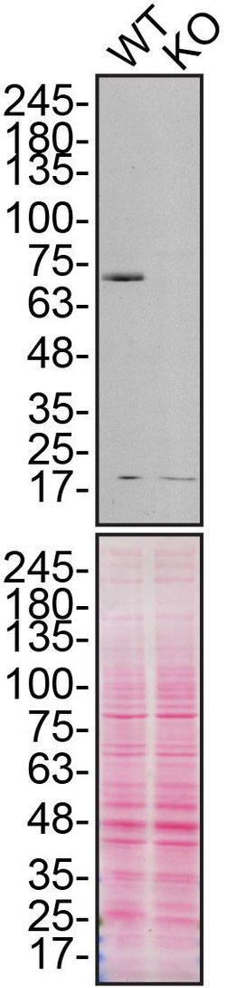 Invitrogen Calpain 2 Recombinant Rabbit Monoclonal Antibody (JA43-41) 100