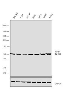 Invitrogen ETS1 Recombinant Rabbit Monoclonal Antibody (JM92-32) 100 &mu;L;