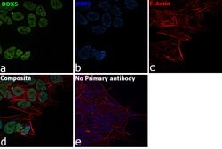 Invitrogen DDX5 Recombinant Rabbit Monoclonal Antibody (JM32-50) 100 &mu;L;