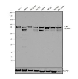 Invitrogen DDX5 Recombinant Rabbit Monoclonal Antibody (JM32-50) 100 &mu;L;
