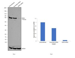 Invitrogen DDX5 Recombinant Rabbit Monoclonal Antibody (JM32-50) 100 &mu;L;