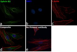 Invitrogen Ephrin B2 Recombinant Rabbit Monoclonal Antibody (JM53-21) 100