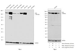 Invitrogen ACE Recombinant Rabbit Monoclonal Antibody (JM59-32) 100 &mu;L;