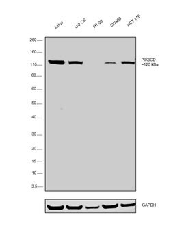 Invitrogen PIK3CD Recombinant Rabbit Monoclonal Antibody (JM83-24) 100 &mu;L | Buy Online | Invitrogen&trade; | Fisher Scientific