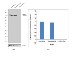 Invitrogen PIK3CD Recombinant Rabbit Monoclonal Antibody (JM83-24) 100 &mu;L | Buy Online | Invitrogen&trade; | Fisher Scientific