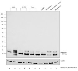 Invitrogen GABARAP/GABARAPL1 Recombinant Rabbit Monoclonal Antibody (JM30-30)