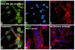 Invitrogen RRM2 Recombinant Rabbit Monoclonal Antibody (JM93-43) 100 &mu;L | Buy Online | Invitrogen&trade; | Fisher Scientific