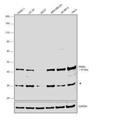 Invitrogen RRM2 Recombinant Rabbit Monoclonal Antibody (JM93-43) 100 &mu;L | Buy Online | Invitrogen&trade; | Fisher Scientific
