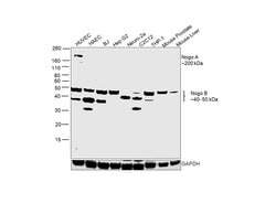 Invitrogen Nogo-B Recombinant Rabbit Monoclonal Antibody (JM02-34) 100