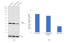 Invitrogen CBX7 Recombinant Rabbit Monoclonal Antibody (JM44-63) 100 &mu;L;