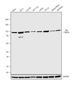 Invitrogen Alix Recombinant Rabbit Monoclonal Antibody (JM85-31) 100 &mu;L;