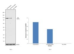 Invitrogen Alix Recombinant Rabbit Monoclonal Antibody (JM85-31) 100 &mu;L;