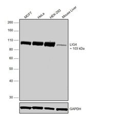 Invitrogen DNA ligase IV Recombinant Rabbit Monoclonal Antibody (JM64-32) 100 &mu;L | Buy Online | Invitrogen&trade; | Fisher Scientific