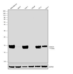 Invitrogen Galectin 1 Recombinant Rabbit Monoclonal Antibody (JM13-37)
