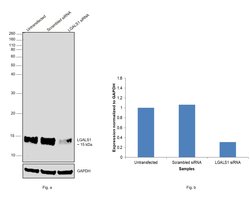 Invitrogen Galectin 1 Recombinant Rabbit Monoclonal Antibody (JM13-37)