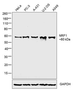 Invitrogen NRF1 Recombinant Rabbit Monoclonal Antibody (JM89-63) 100 &mu;L;