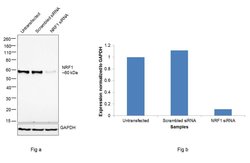 Invitrogen NRF1 Recombinant Rabbit Monoclonal Antibody (JM89-63) 100 &mu;L;