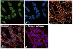 FTO Recombinant Rabbit Monoclonal Antibody (JM98-30), Invitrogen 100 &mu;L;
