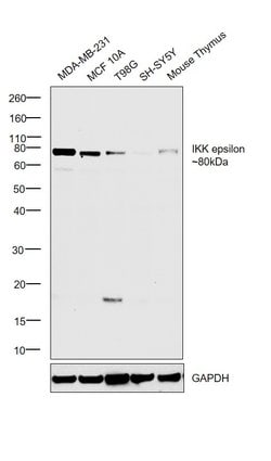 Invitrogen IKK epsilon Recombinant Rabbit Monoclonal Antibody (JU06-72)