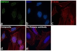 Invitrogen NUP153 Recombinant Rabbit Monoclonal Antibody (JU40-41) 100