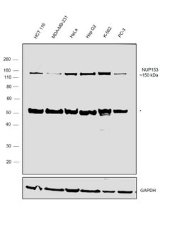 Invitrogen NUP153 Recombinant Rabbit Monoclonal Antibody (JU40-41) 100
