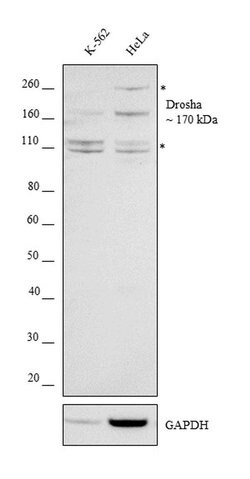 Invitrogen Drosha Recombinant Rabbit Monoclonal Antibody (JU33-01) 100